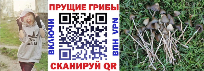Галлюциногенные грибы мицелий купить наркотик Кириллов